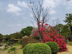-海珠湖公园