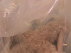 -霸王茶姬(上海静安大悦城店)