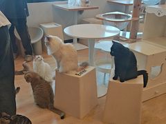 -有喵·猫咖·狗咖·30几只猫10只小狗(岗厦店)