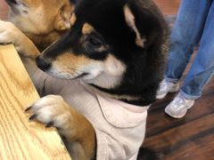 -豆柴町-柴犬主题狗咖(红鼎国际C座店)