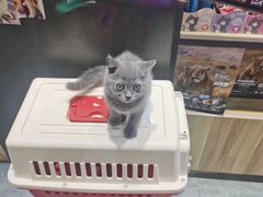 -欣宠猫屋·矮脚拿破仑·蓝金金渐层