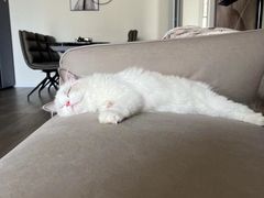 -猫大福·Fortune Cat猫舍(百子湾店)