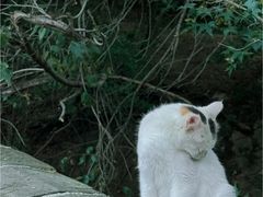 -八达岭长城
