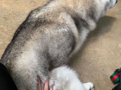 -TrueLove @ Neverland (Husky Cafe)