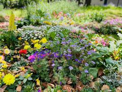 -上海共青森林公园