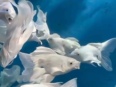 -太平洋海底世界