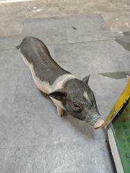 -神奇动物撸宠馆·羊驼·小浣熊·异宠(豫园店)
