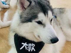-Husky Go! 哈士奇体验馆·宠物咖啡厅狗咖