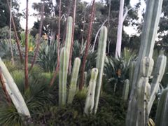 -墨尔本皇家植物园