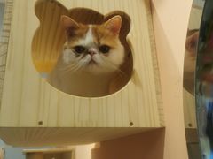 -BABIT巴比特宠物(MOMOPARK店)