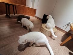 -有猫主题·治愈系猫咖(曾厝垵店)