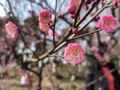 -南京古林公园