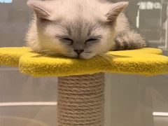 -babydoll猫舍·米努特·德文·缅因(久光中心店)