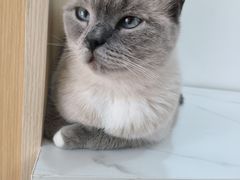 -鼓捣猫呢主题猫咖店