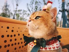 -三圣花乡旅游区