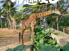 -海南热带野生动植物园