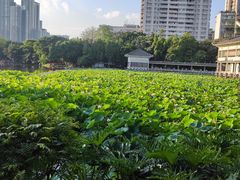-荔湾湖公园