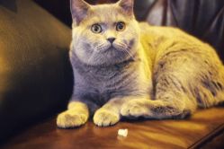 -飛凡TATTOO纹身•原创