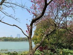 -金鸡湖桃花岛