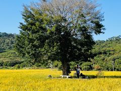 -风云岭森林公园