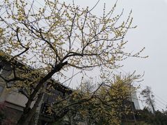 -老胡开文墨厂