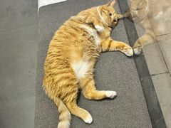 -派特宠物医院(圆融广场店)