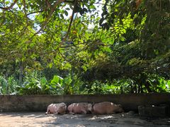 -海南热带野生动植物园