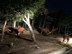 -清迈夜间动物园