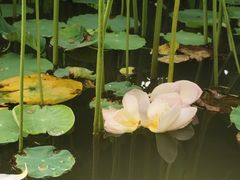 -洛阳市隋唐城遗址植物园
