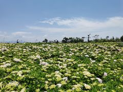 -呈贡滇池生态湿地公园