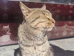 -龙华素斋(龙华路店)