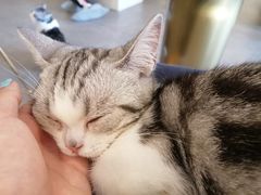 -飞行喵MR PILOT|猫舍·猫咖(静安大融城店)