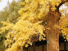 -苏州文庙(姑苏区)