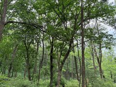 -鲁山国家森林公园