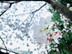 -中山公园