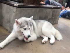 -TrueLove @ Neverland (Husky Cafe)