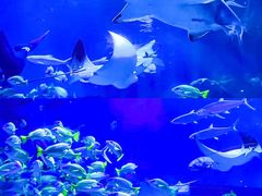 -海合安武汉极地海洋公园