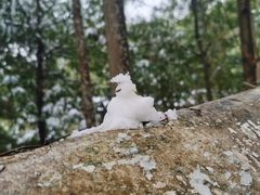 -鼓岭旅游度假区