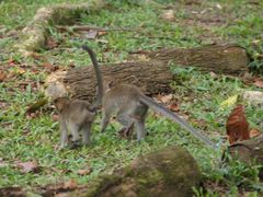 -武吉知马自然保护区