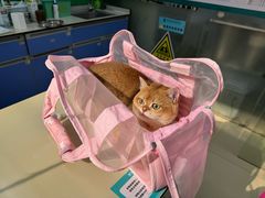 -瑞派动物医院·猫专科·至诚(江南中分院)