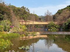 -云溪植物园