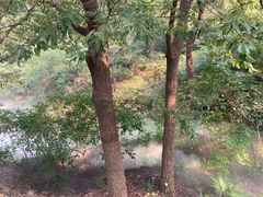 -北京西山国家森林公园