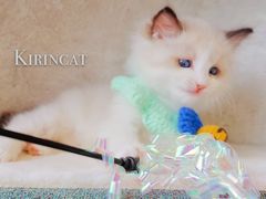-70cat德文卷毛猫·缅因猫纯种猫舍