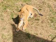-西霞口神雕山野生动物世界