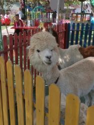 -萌宠亲子动物乐园(槐房万达店)