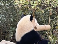 -灵玲国际马戏城