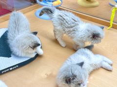 -帕帕拉兹宠物(亚洲旗舰店)