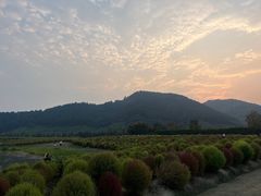-径山花海