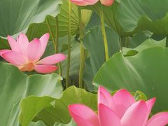 -马家湾湿地公园
