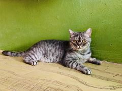 -猫猫幼稚园·撸猫·桌游·电玩
